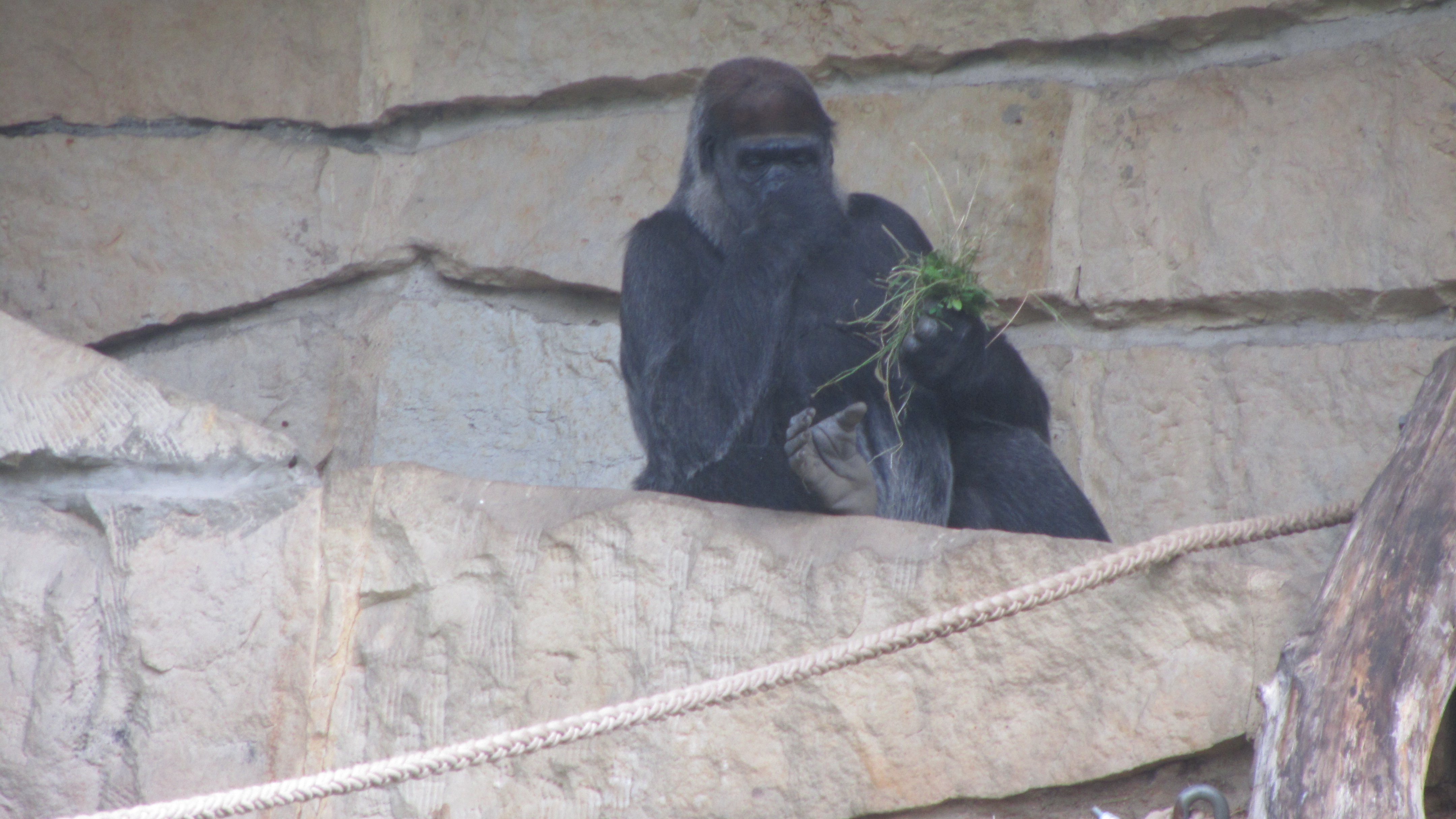Photo numéro 61 - Championnat du Monde de Berlin 2018