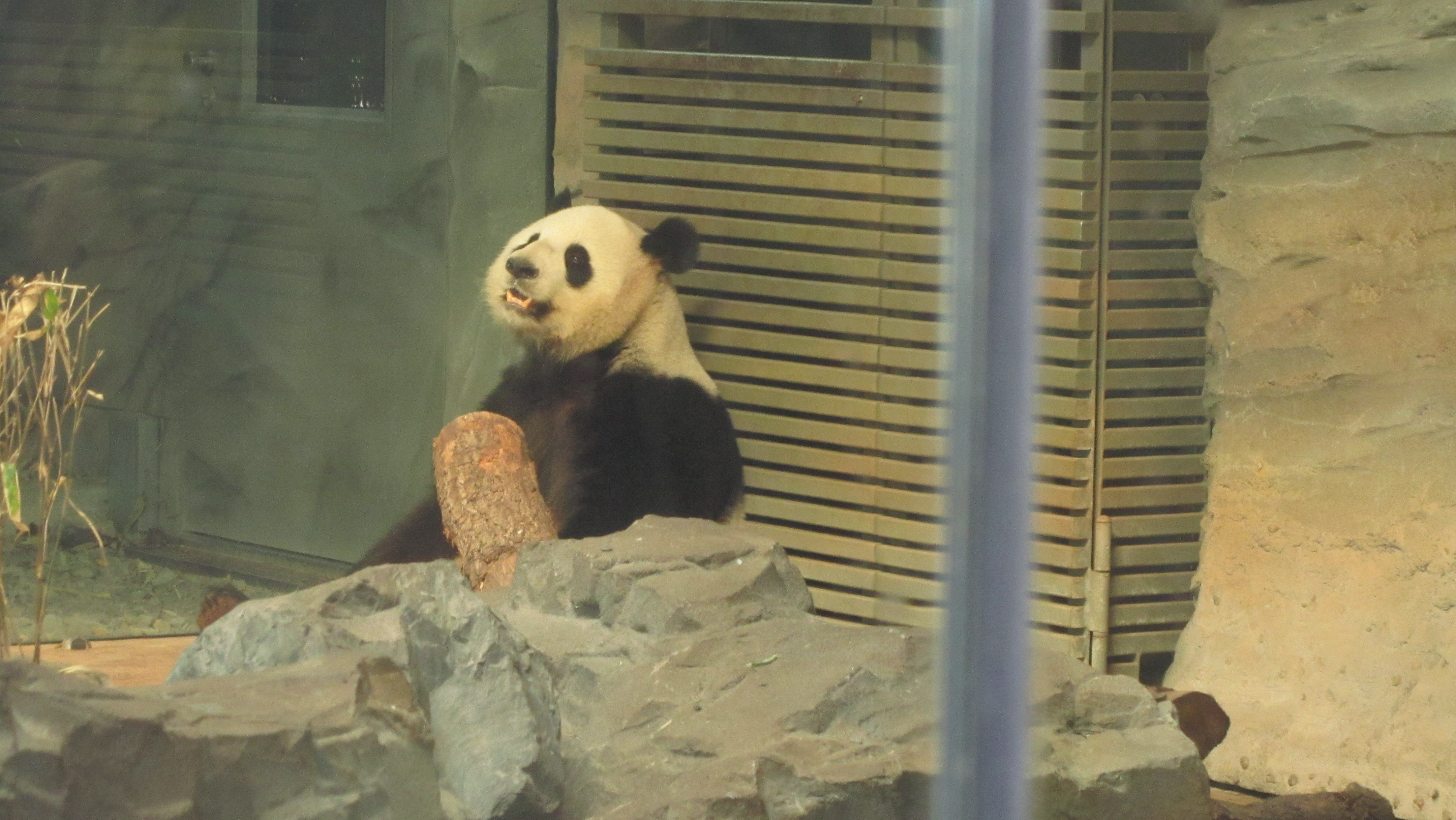 Photo numéro 82 - Championnat du Monde de Berlin 2018