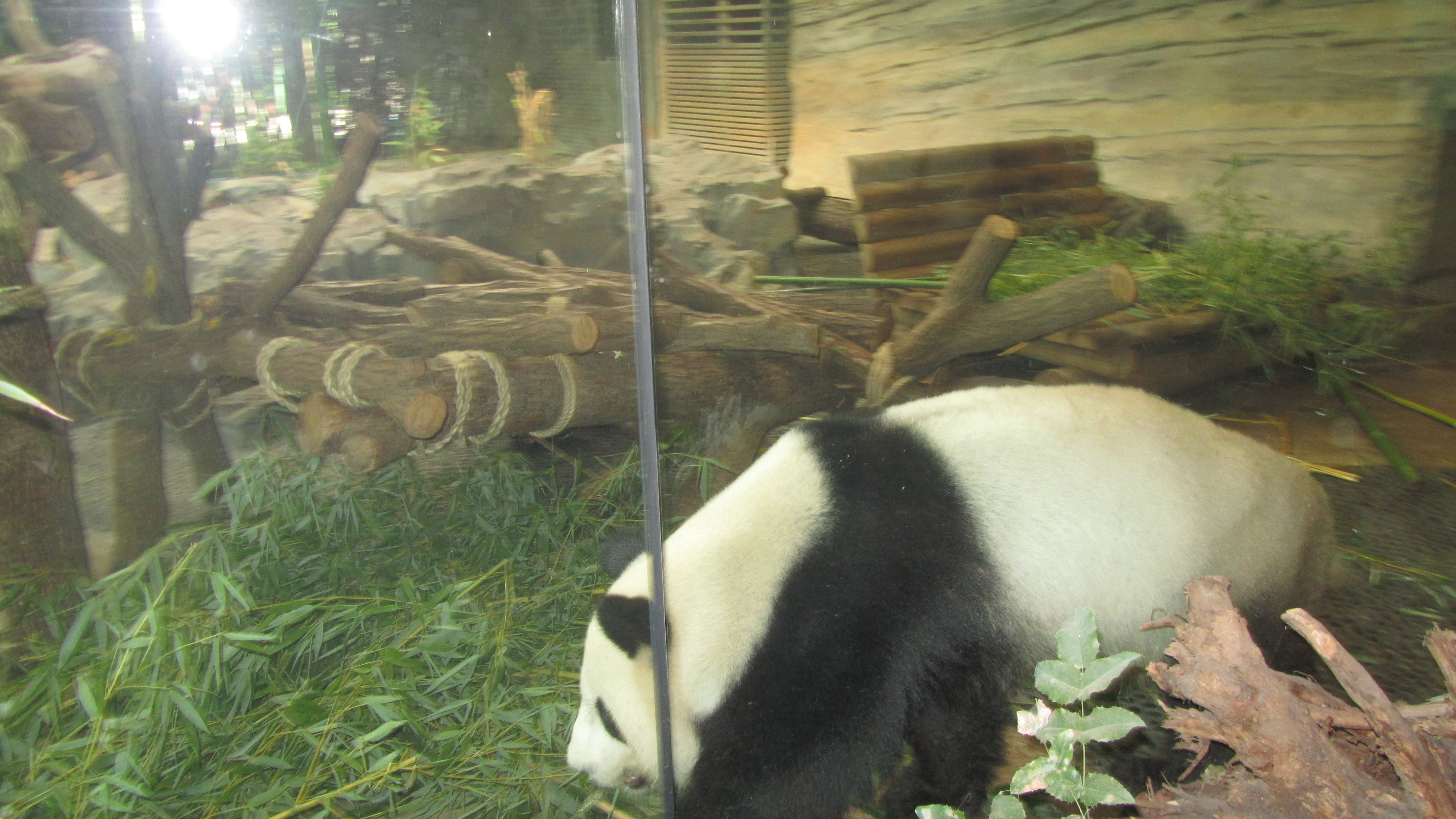 Photo numéro 83 - Championnat du Monde de Berlin 2018